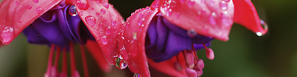 03_vogel_fuchsie.jpg